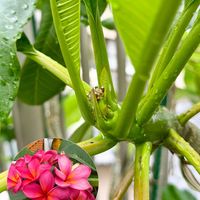 プルメリア,花芽,花のある暮らし,熱帯植物,バリ島の画像