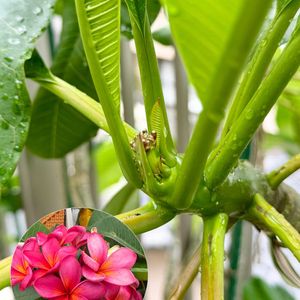 プルメリア,花芽,花のある暮らし,熱帯植物,バリ島の画像