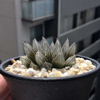 ハオルチア,ハオルチア トメントーサ,多肉植物,ハオルチア属,ハオルシア属     の画像