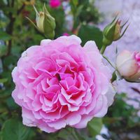 クレマチス,花のある暮らし,優しい気持ち,お庭のお花,ばら バラ 薔薇の画像