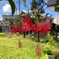 ハイビスカス,庭の画像