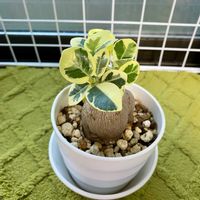 ガジュマル,パンダガジュマル斑入り,斑入り。,斑入り好き♡,その他部屋の画像