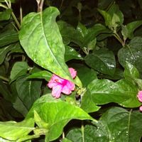 オシロイバナ,おやすみなさい。♪v(*'-^*)^☆,スマホ撮影,今を生きる,小さい幸せの画像