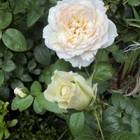ホウセンカ,ボレロ,鳳仙花,いつも、いいね!ありがとうございます(*´`)♡,出勤途中での画像