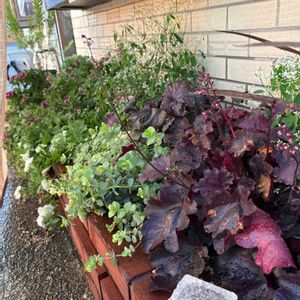 小さな花壇の画像