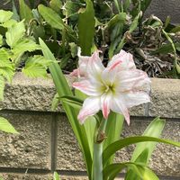 アマリリス,ハス,はす,ハス（蓮）,ハスのつぼみの画像