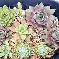 多肉,センペルビウム,寄せ植え,多肉植物,ガーデニングの画像