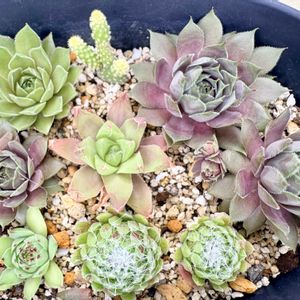多肉,センペルビウム,寄せ植え,多肉植物,ガーデニングの画像