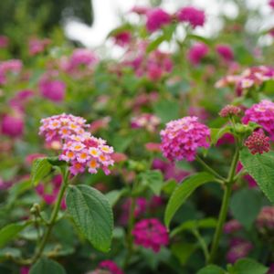 ランタナ,花壇,ピンクの花,観賞用,マクロ撮影の画像