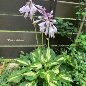 ギボウシ,ギボウシ（ホスタ）,ガーデニング,ナチュラルガーデン,植物のある暮らしの画像