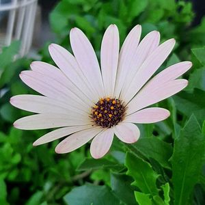 カラフルオステオスペルマム,ナチュラルガーデン,お花のある生活,おうちカフェ,元気もらえるの画像