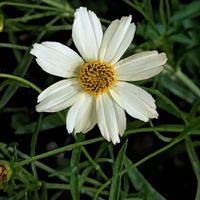 コレオプシス,ご近所散歩,今日のお散歩,歩くの大好き♡の画像