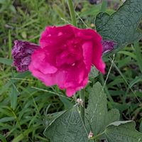 タチアオイ,ご近所散歩,今日のお散歩,歩くの大好き♡の画像