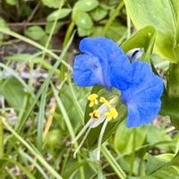 スイレン,ツユクサ,ガマの穂,今日のお花,GSミニモニ。の画像