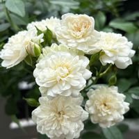 ミニバラ・グリーンアイス,鉢植え,スマホ撮影,ばら バラ 薔薇,GSの繋がりに感謝♡の画像