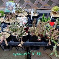 スタペリア,スタペリア,フェルニア セブリナ,フェルニア セブリナ,点美角の画像