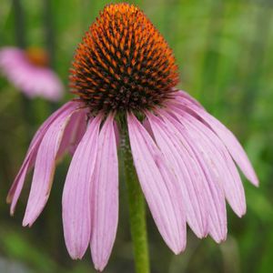 エキナセア,エキナセア パープレア,花壇,ピンクの花,マクロ撮影の画像