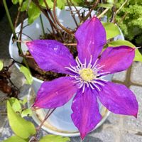 クレマチス,テッセン(クレマチス),庭の鉢植え,繋がりに感謝✨,優しい思いの画像