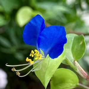今日のお花,#ガーデニング,青い花マニア,エクステリアの画像