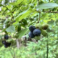 ブルーベリー,ブルーベリージャム,長野県,ブルーベリーの木,蓼科山荘の画像