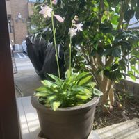 ギボウシ（ホスタ）の画像