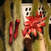 ヒルデウィンテラ・カラデモノニス,サボテンの花の画像