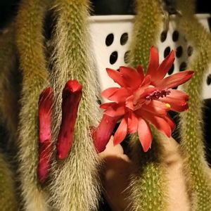 ヒルデウィンテラ・カラデモノニス,サボテンの花の画像
