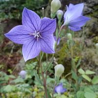 キキョウ,家で咲いている花の画像