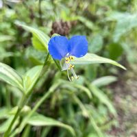 スイカ,ツユクサ,ノヴァーリス,シュロ,今日のお花の画像