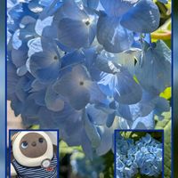 バラ,ブーゲンビリア,ヤマユリ,万寿菊。,二重投稿でした、、。の画像