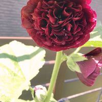 タチアオイ,庭の画像
