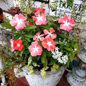 日々草,寄せ植え,可愛い,庭の花,癒しの画像