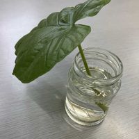 ウンベラータの画像