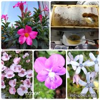 ブルースター,サンパラソル,ビオラ・パンジー,小さな幸せ♡,花友さんに感謝♡の画像