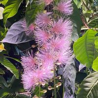 サガリバナ,うっとり,夢の島熱帯植物館,ピンク色,GSに感謝。の画像