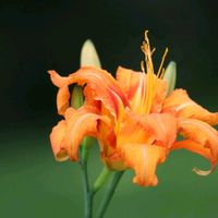 ヘメロカリス,ヤブカンゾウ,ワスレグサ,黄色の花,帰化植物の画像