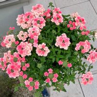 ピーチメルバ,スーパーべナ,スーパーべナ,花のある暮らし,おうち園芸の画像