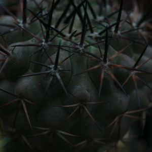 ハオルチア,多肉植物,観葉植物,塊根植物,サボテン科の画像
