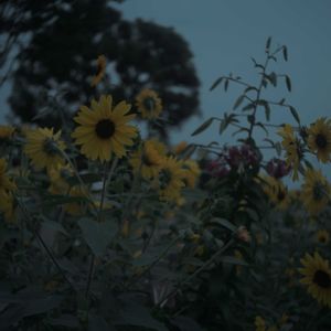 ハオルチア,多肉植物,観葉植物,塊根植物,サボテン科の画像
