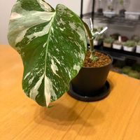 モンステラ,モンステラ ホワイトタイガー,観葉植物,タイコンの画像