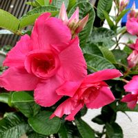 マンデビラ,花のある暮らし,緑のある暮らし,iPhone撮影,ピンク❤︎ピンクの画像