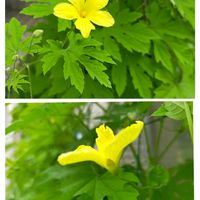 ゴーヤー。,ゴーヤー。,ゴーヤー雌花,ゴーヤー雄花,グリーンカーテンの画像
