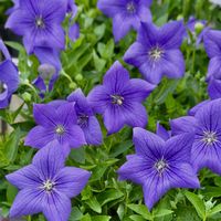 桔梗,鮮やか ,カラフル,青紫色の花の画像
