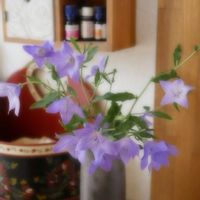 キキョウ,庭の花を飾る,ミラーレス一眼,夜中にこっそり,青い花マニアの画像