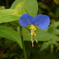 ネジバナ,キノコ,ミドリハカタカラクサ,ハキダメギク（掃溜め菊）,ツユクサ( 露草 )の画像