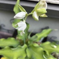 ギボウシ（ホスタ）,ジョイライド,葉っぱ,花のある暮らし,小さな庭の画像
