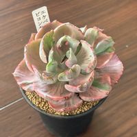 エケベリア,レインドロップ,ビヨンセ錦,多肉植物の画像