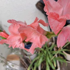 グラジオラス,ダイソー,ベランダの画像