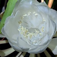 月下美人,月下美人,月下美人,月下美人の画像