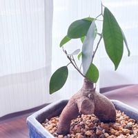 ガジュマル,鉢植え,緑のある暮らし,小さな鉢植え,ガジュマル同盟の画像